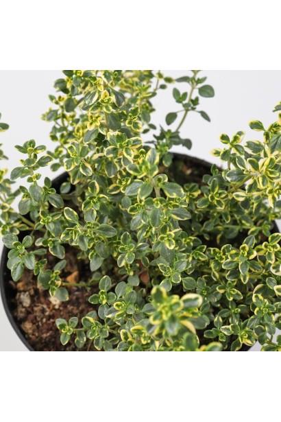 Чебрець лимонний строкатий